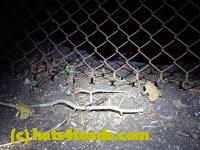 /home//u458753944/public_html/sourcegallery//Roxborough Toad Detour/2013-2019/2016/2016-03-31/P3310585.JPG